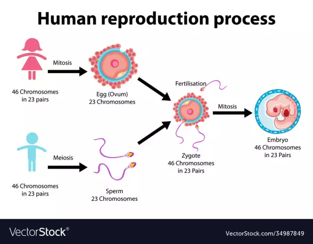 Human reproduction: how does it happen?