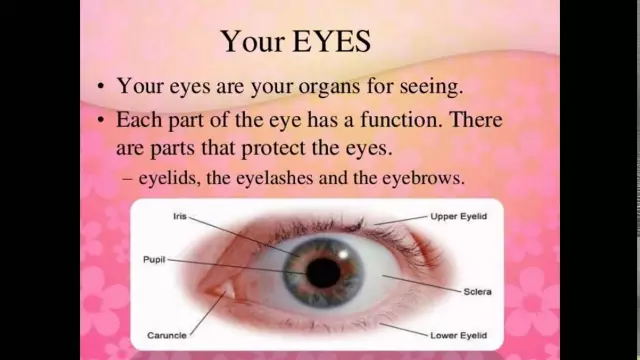 Eye convergence: definition. How do we see? Eye functions