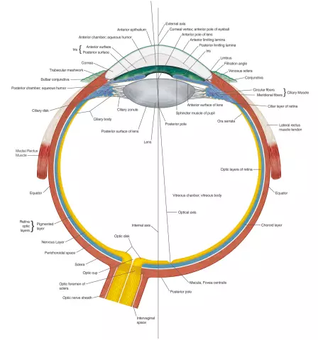 The human organ of vision. Anatomy and physiology of the organ of vision