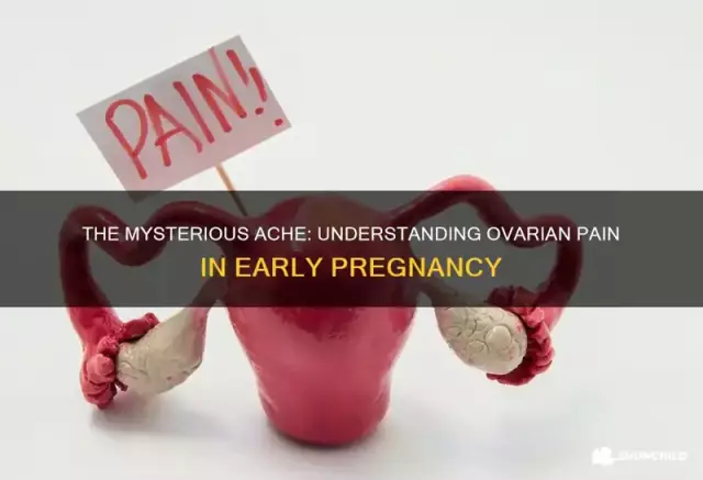 Why do ovaries hurt during pregnancy?