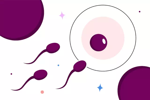 When does conception occur after menstruation?