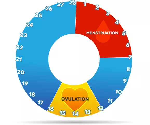 How long after giving birth will menstruation begin: features of the menstrual cycle