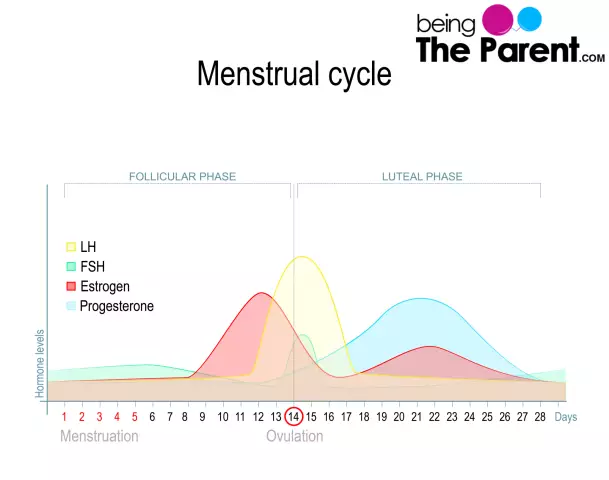 Progesterone when to take, on what day of the cycle? Hormone 17-OH-progesterone how to take?